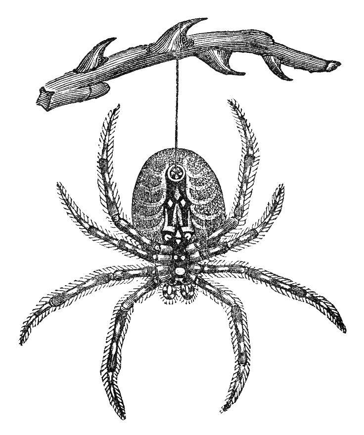Coloring Patterned spider hanging. Category The contour of the spider. Tags:  Insects, spider.