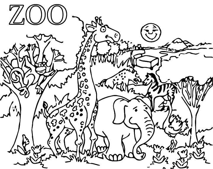 Название: Раскраска Животные. Категория: Зоопарк. Теги: природа, животные, зоопарк.