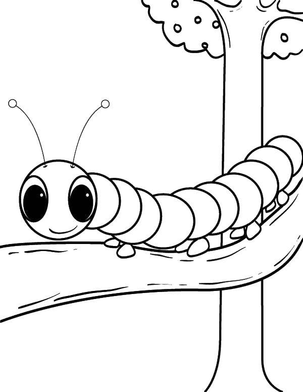 Опис: розмальовки  Гусеничка повзе по гілочці. Категорія: Комахи. Теги:  Комахи, гусениця.