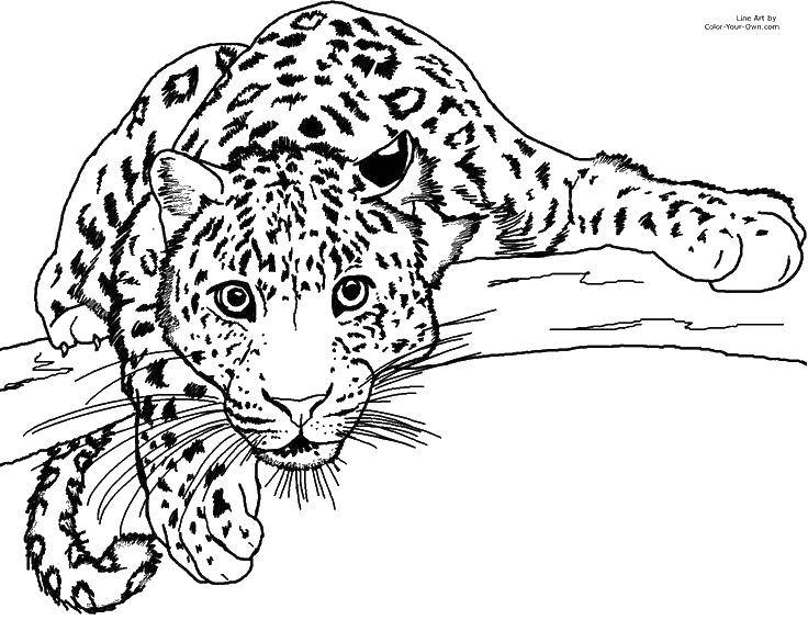 Розмальовки  Леопард на гілці. Завантажити розмальовку тварини, леопард, гілка.  Роздрукувати ,Тварини,