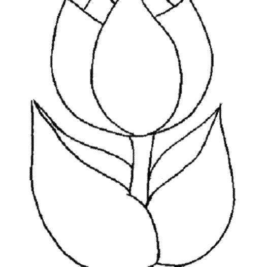 Розмальовки  Тюльпан з великими листям. Завантажити розмальовку Квіти, тюльпани.  Роздрукувати ,квіти,
