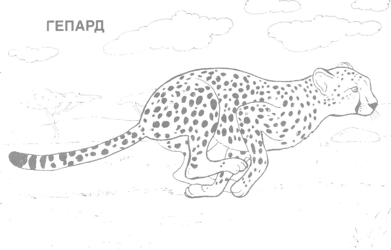 Coloring Cheetah. Category Wild animals. Tags:  wild animals, Cheetah, predator.