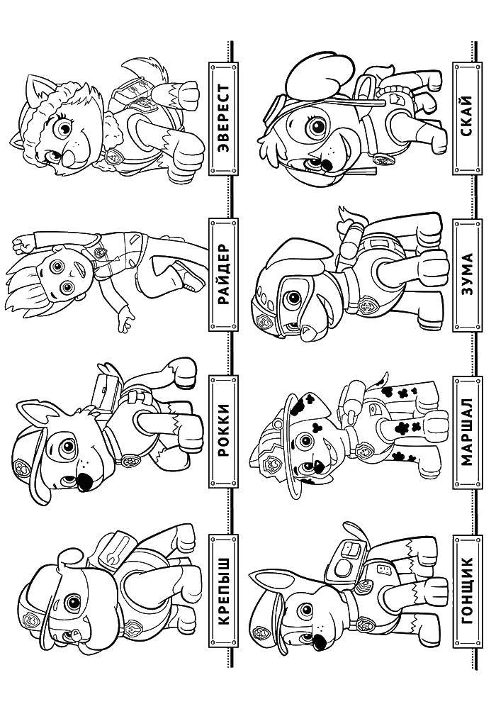 Coloring Heroes puppy patrol. Category paw patrol. Tags:  cartoon, characters, paw patrol.