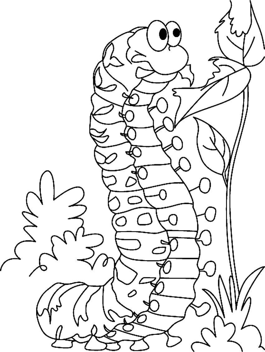 Coloring The caterpillar eats. Category Insects. Tags:  Insects, caterpillar.