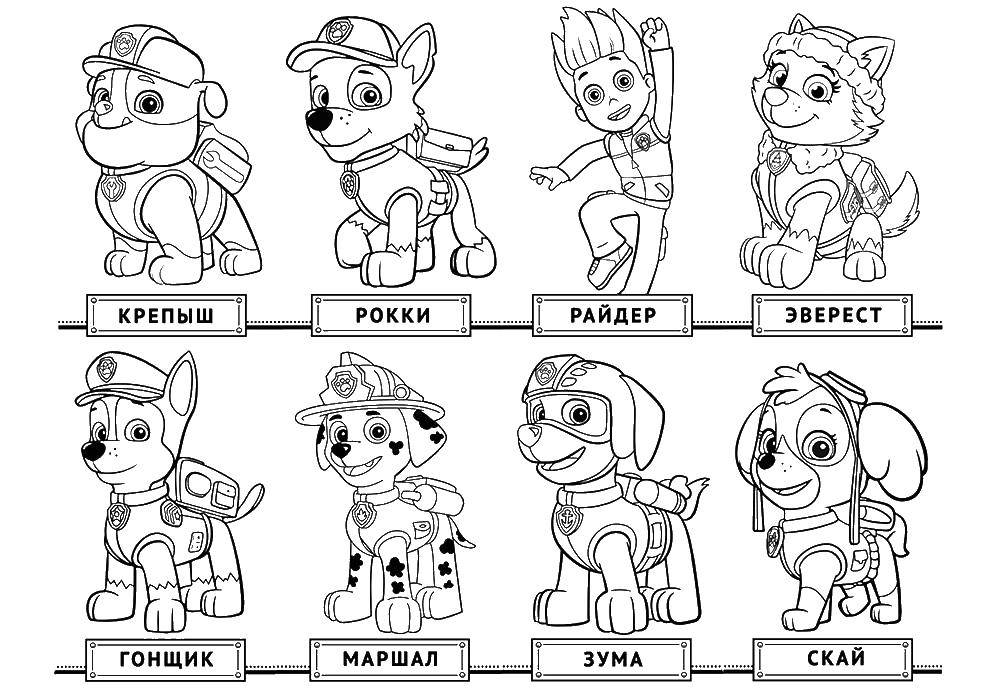 Coloring The names of the dogs from the puppy patrol. Category paw patrol. Tags:  paw patrol, cartoons, characters.