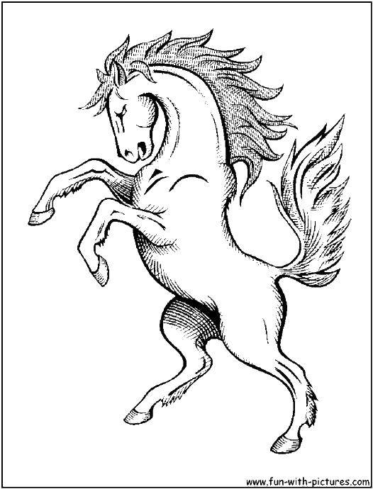 Название: Раскраска Конь встал на дыбы. Категория: Животные. Теги: Животные, лошадь.