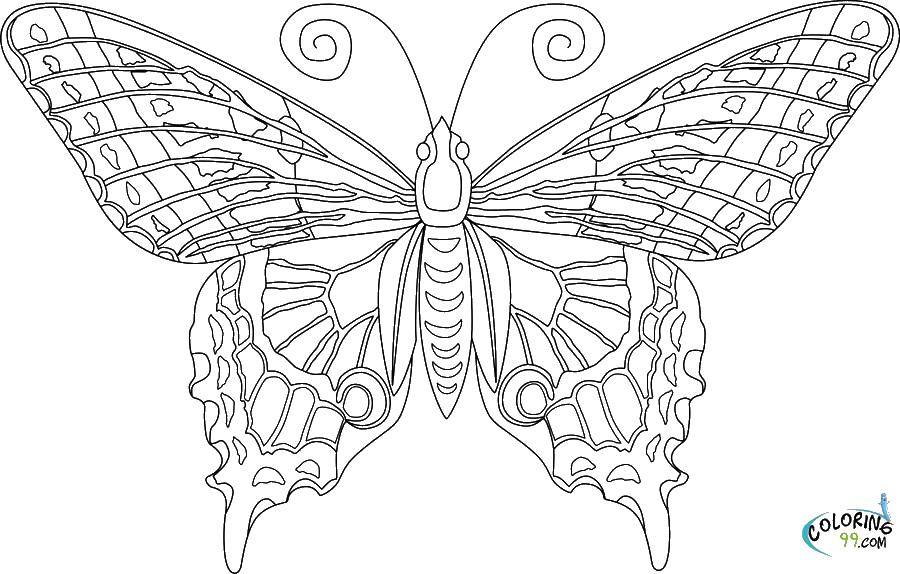 Coloring Beautiful butterfly.. Category butterflies. Tags:  butterfly, wings, antennae.