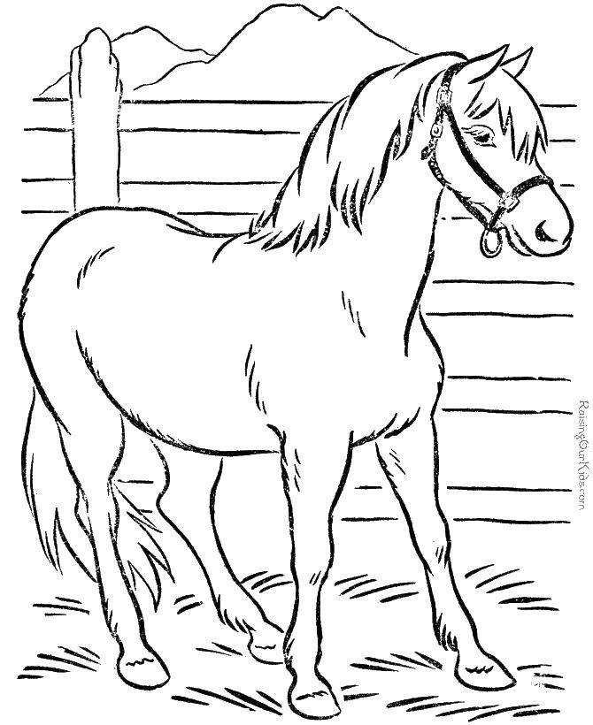 Название: Раскраска Лошадь стоит в стойле. Категория: Животные. Теги: Животные, лошадь.