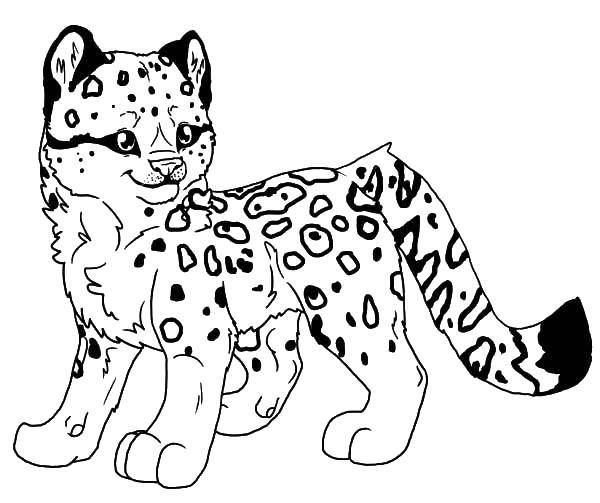 Coloring Baby bars. Category Animals. Tags:  Animals, snow leopard.