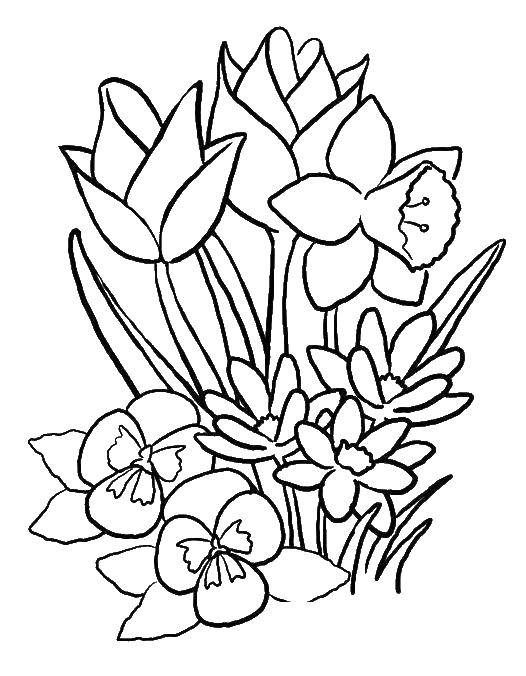 Название: Раскраска Нарцыссы и тюльпаны. Категория: цветы. Теги: нарцыссы, тюльпаны.