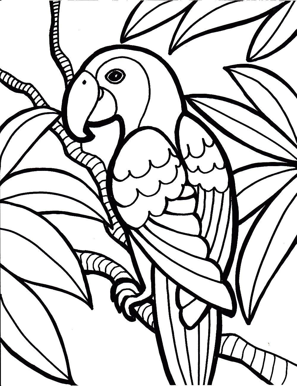 Название: Раскраска Попугайчик в тропиках. Категория: птицы. Теги: Птицы, попугай.