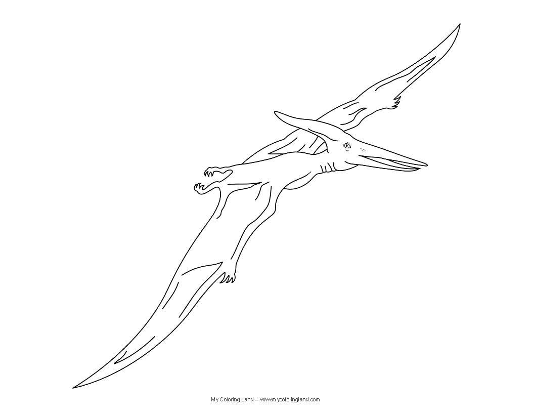 Coloring The Pteranodon in the air. Category dinosaur. Tags:  Dinosaurs.