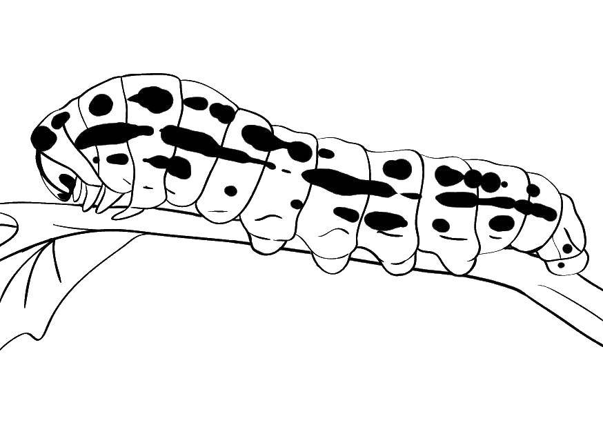 Coloring Spotted caterpillar. Category Insects. Tags:  Insects, caterpillar.
