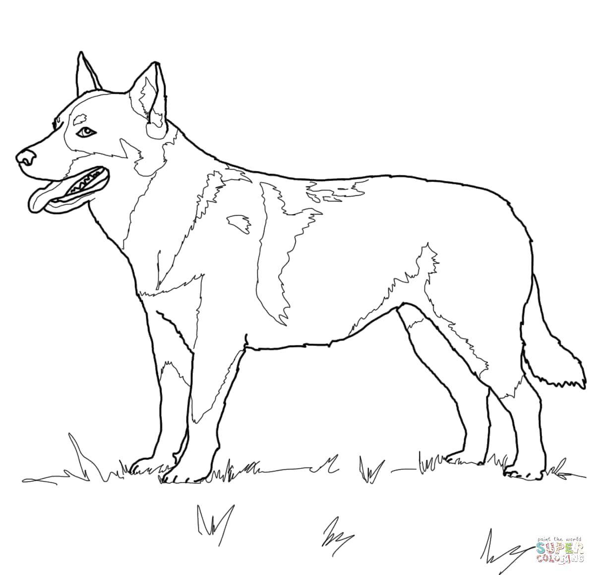 Coloring The speckled dog. Category Animals. Tags:  Animals, dog.