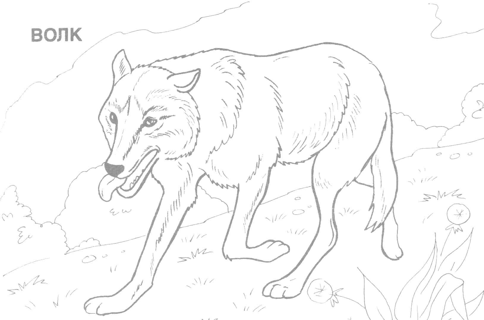 Название: Раскраска Серый волк. Категория: Дикие животные. Теги: Животные, волк.