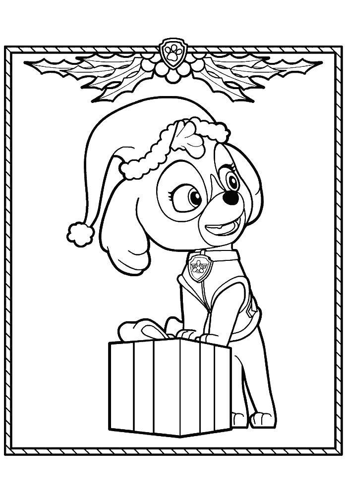 Coloring Skye with a gift. Category paw patrol. Tags:  paw patrol, cartoons, gifts.
