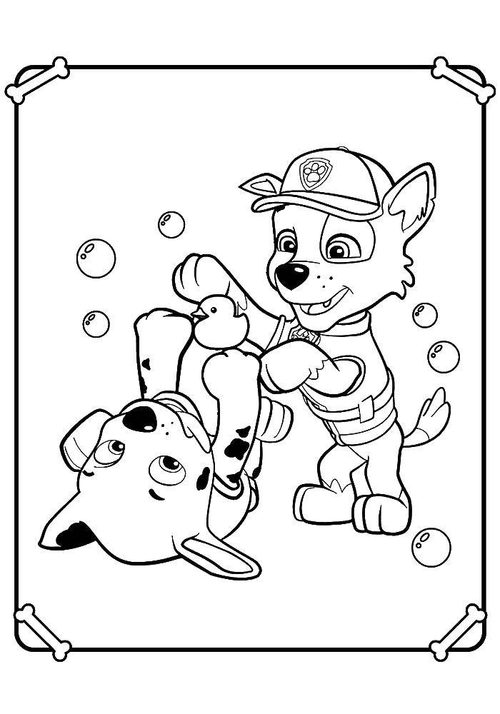 Coloring Dogs playing. Category paw patrol. Tags:  paw patrol, cartoons, dogs.