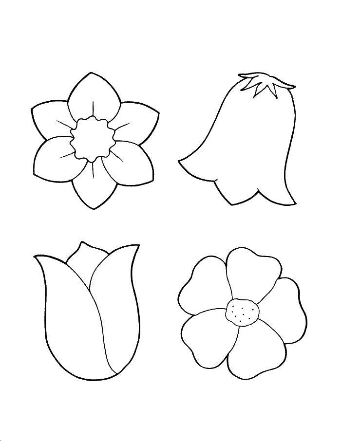 Coloring Flowers and buds. Category flowers. Tags:  Flowers.