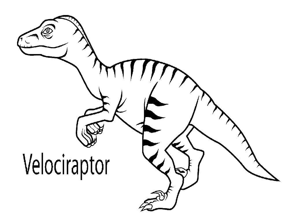 Название: Раскраска Велоцираптор ящеротазовый динозавр. Категория: динозавр. Теги: Велоцираптор.