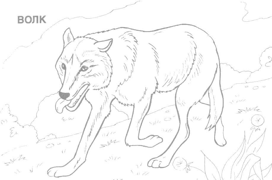 Coloring Wolf. Category Wild animals. Tags:  hisnike, wolves, wild animals.