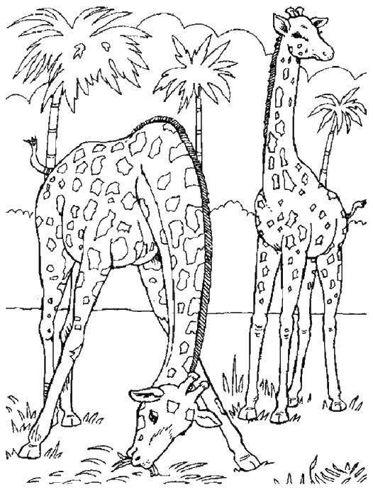 Название: Раскраска Время обеда. Категория: Дикие животные. Теги: Животные, жираф.