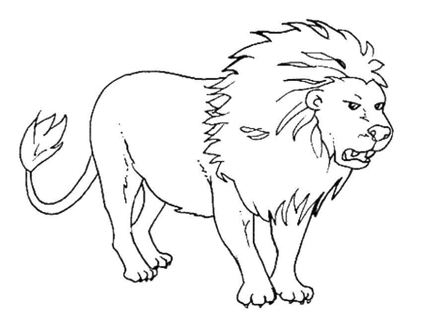 Название: Раскраска Злой лев. Категория: Дикие животные. Теги: дикие животные, львы.