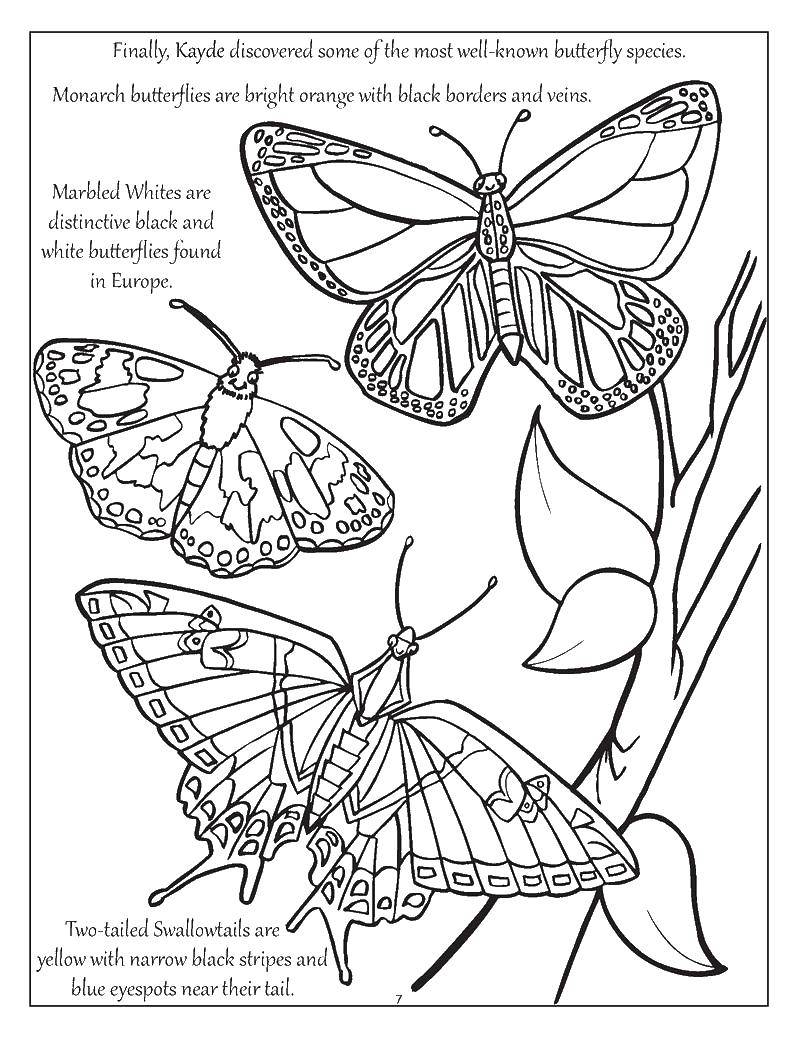 Название: Раскраска Бабочка монарх. Категория: бабочки. Теги: бабочка, монарх.