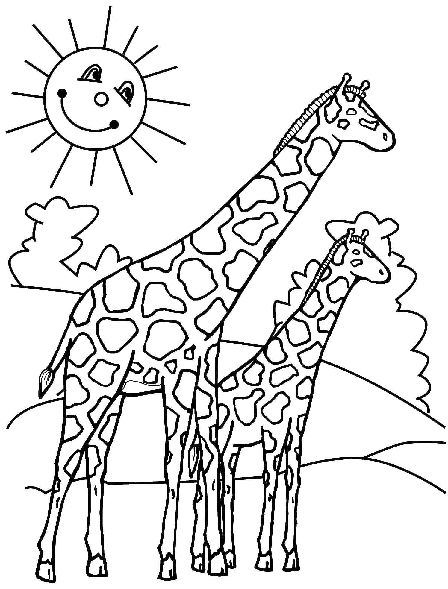 Название: Раскраска Два жирафа. Категория: дикие животные. Теги: дикие животные, жирафы.