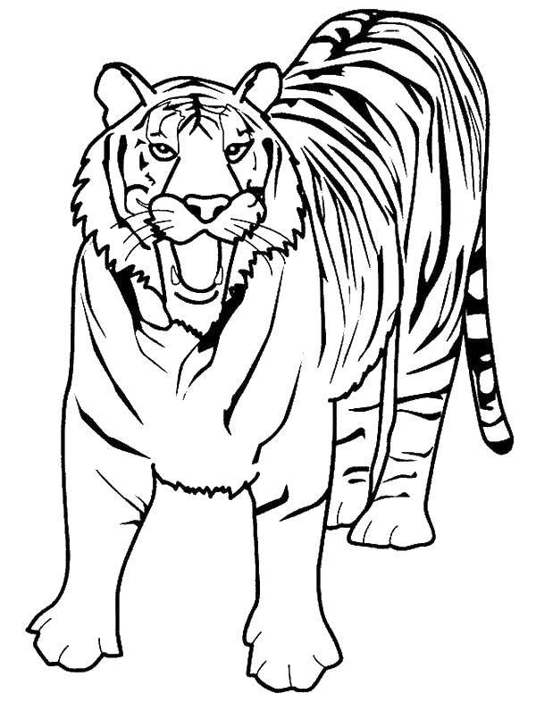 Название: Раскраска Грозный тигр. Категория: дикие животные. Теги: Животные, тигр.