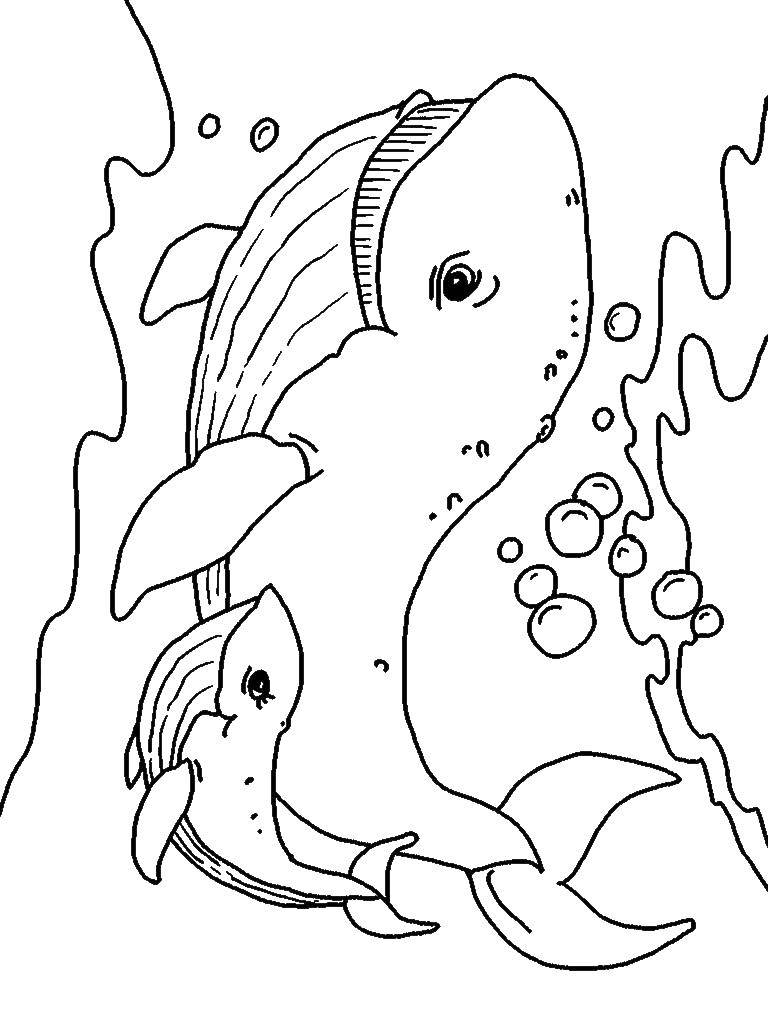 Название: Раскраска Китёнок с мамой. Категория: морское. Теги: Подводный мир, рыба, кит.