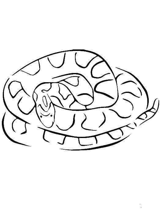 Coloring Lurking snake. Category reptiles. Tags:  Reptile, snake.