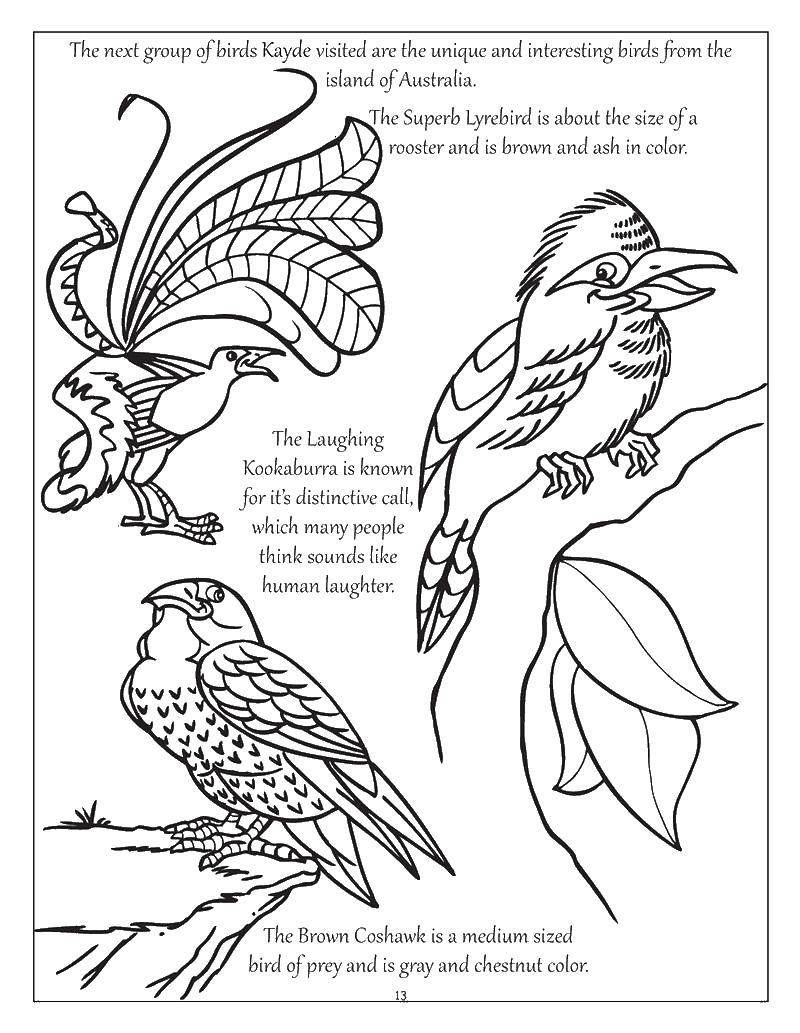 Coloring Birds of different types. Category birds. Tags:  birds.