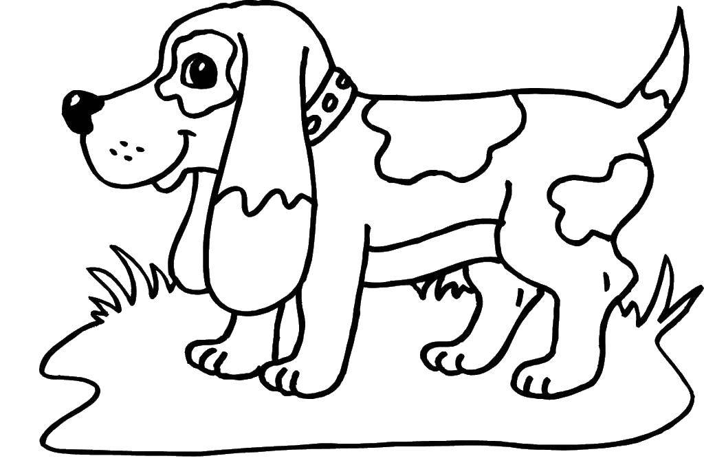 Название: Раскраска Собака на лугу. Категория: собака. Теги: собака, луг.