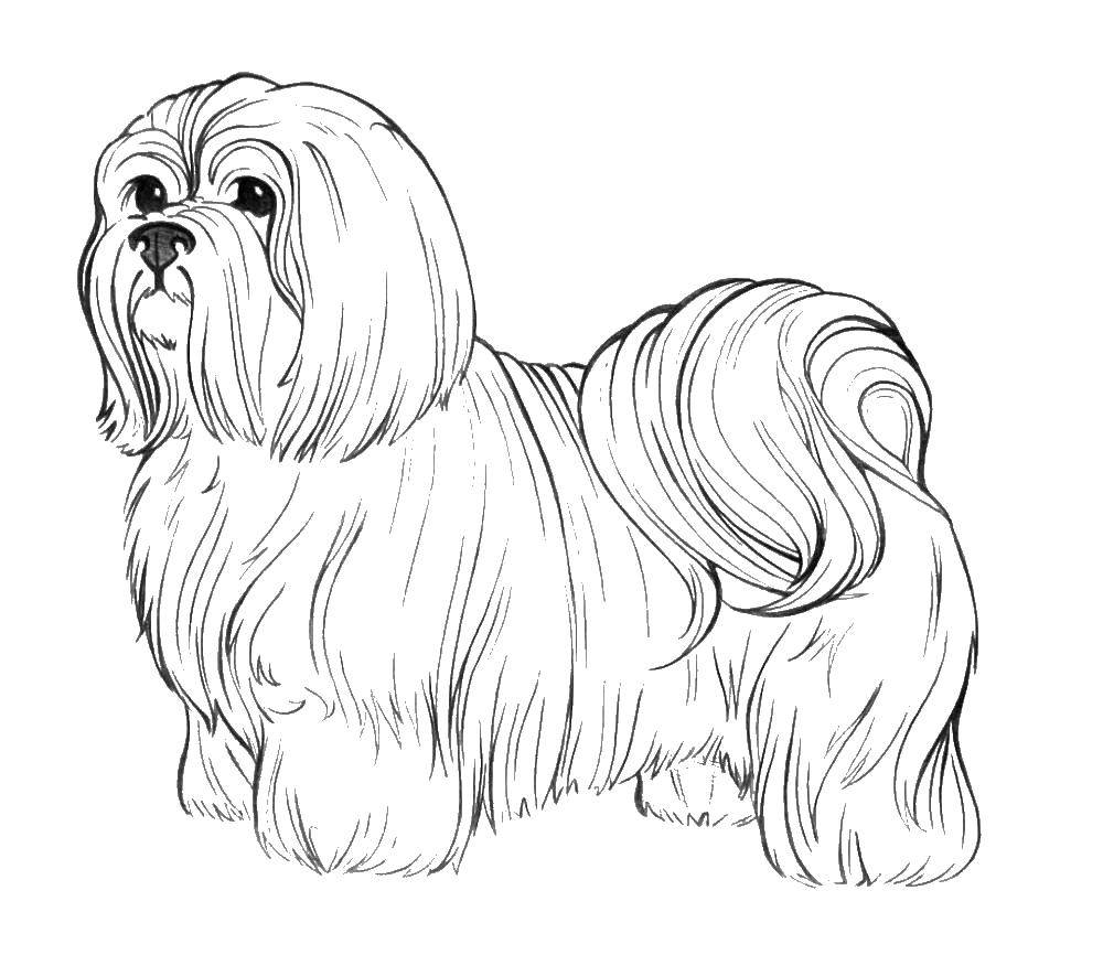 Coloring A dog with long hair. Category the dog. Tags:  dog, puppy.