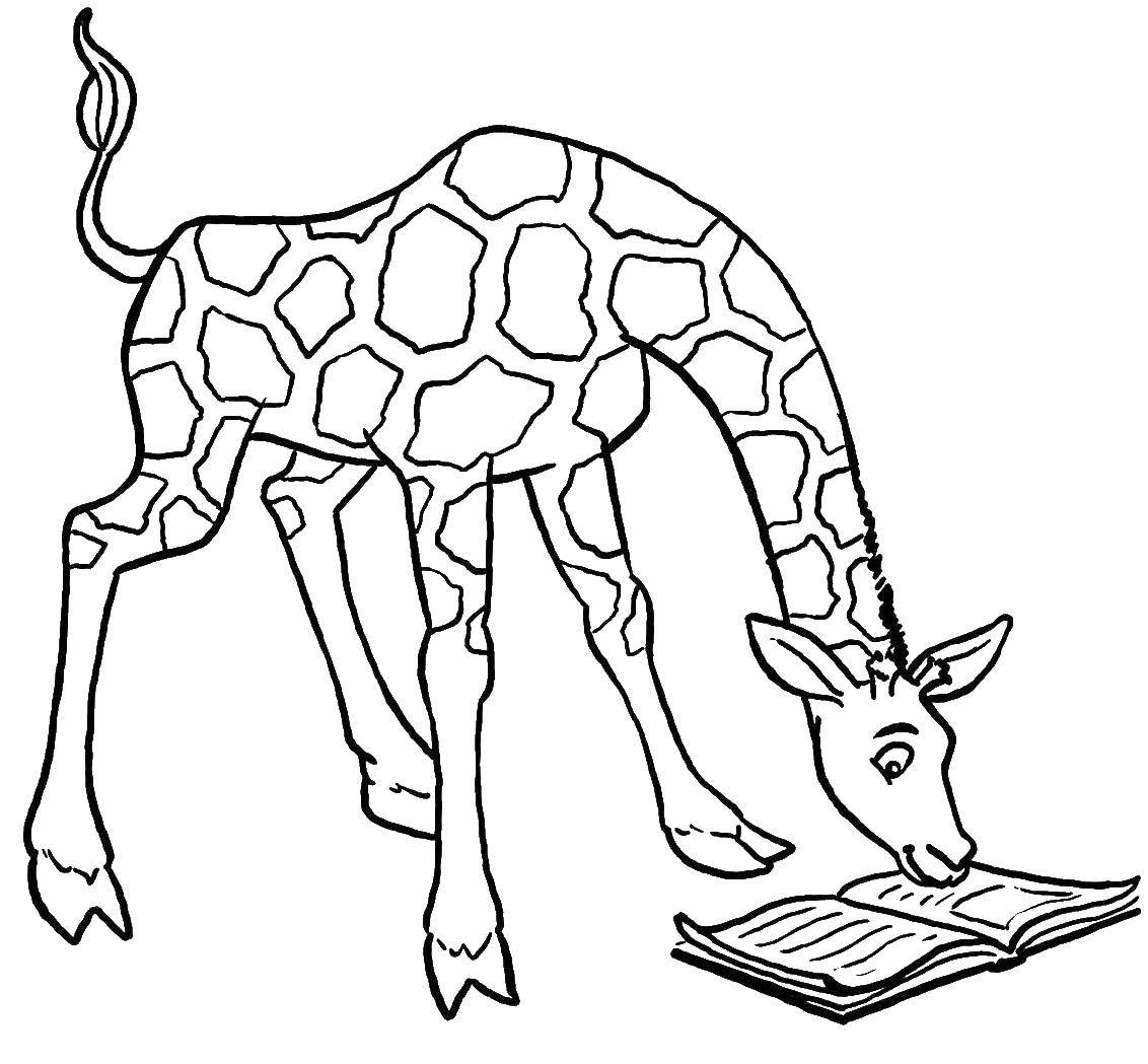 Название: Раскраска Жираф читает. Категория: жираф. Теги: животные, жираф.
