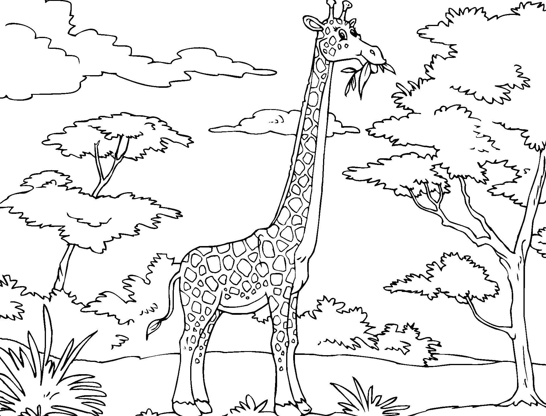 Название: Раскраска Жираф ест листики. Категория: Животные. Теги: животные, жираф.