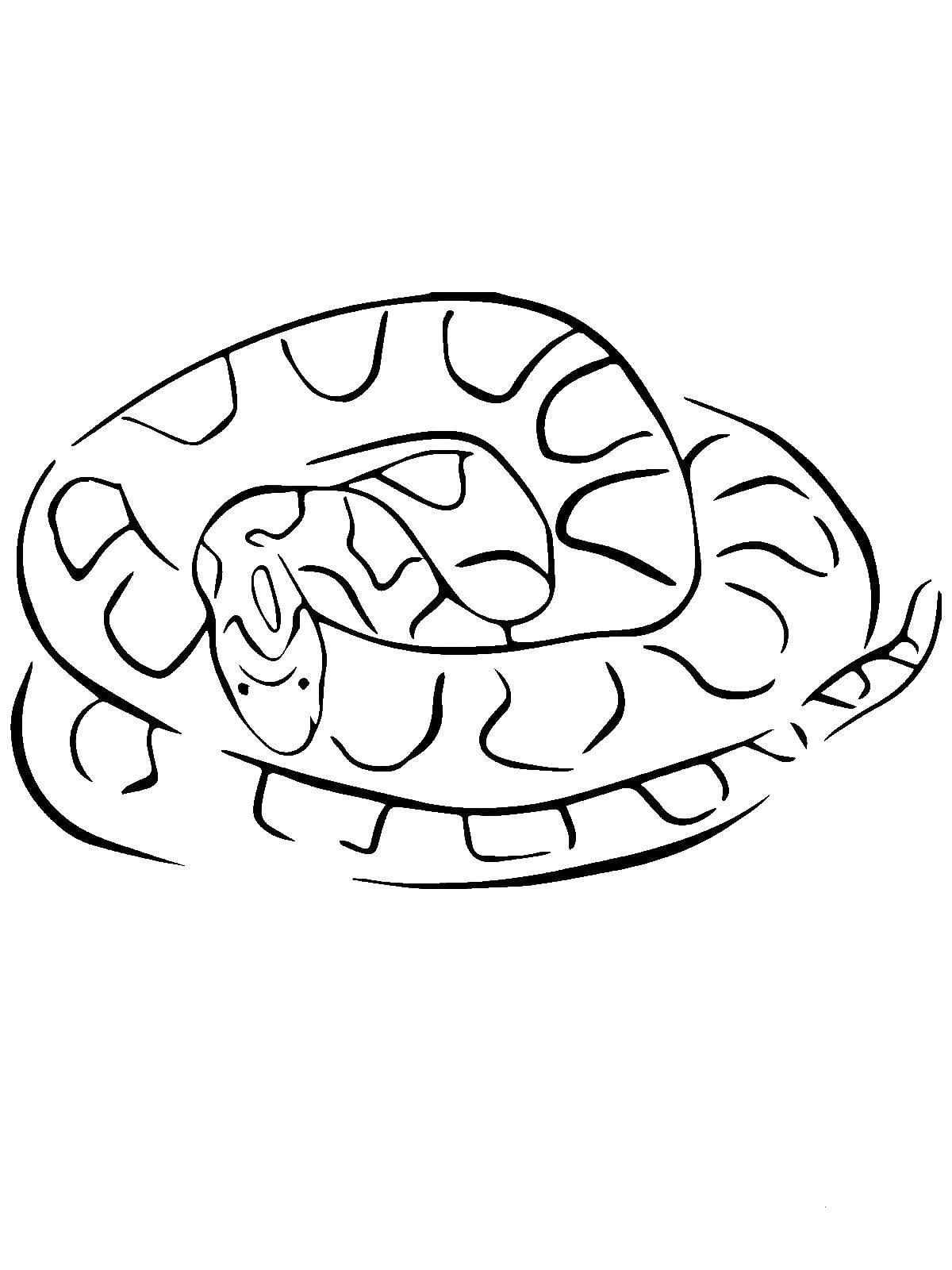 Coloring The snake curled into a ball. Category wild animals. Tags:  Reptile, snake.