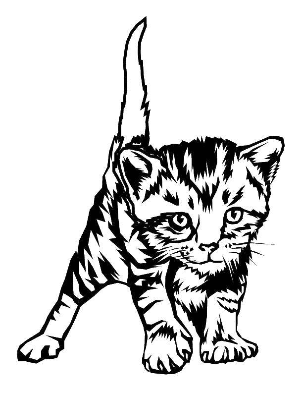 Розмальовки  Маленький смугастий кошеня. Завантажити розмальовку тварини, кішки, кошенята.  Роздрукувати ,домашні тварини,