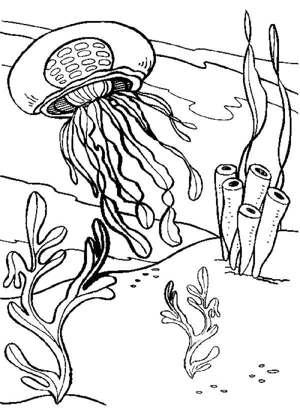 Розмальовки  Медуза пропливає між водоростей. Завантажити розмальовку Підводний світ, медуза.  Роздрукувати ,Морські мешканці,