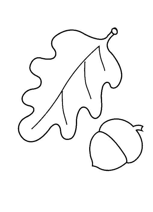 Coloring Oak leaf and acorn. Category Coloring pages for kids. Tags:  Trees, leaf, acorn.