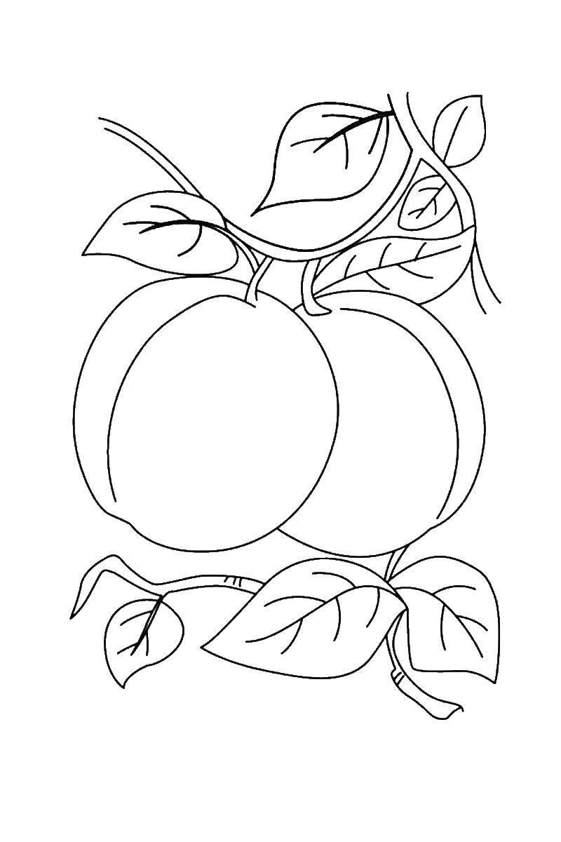 Coloring The fruit on the tree. Category Coloring pages for kids. Tags:  fruits.