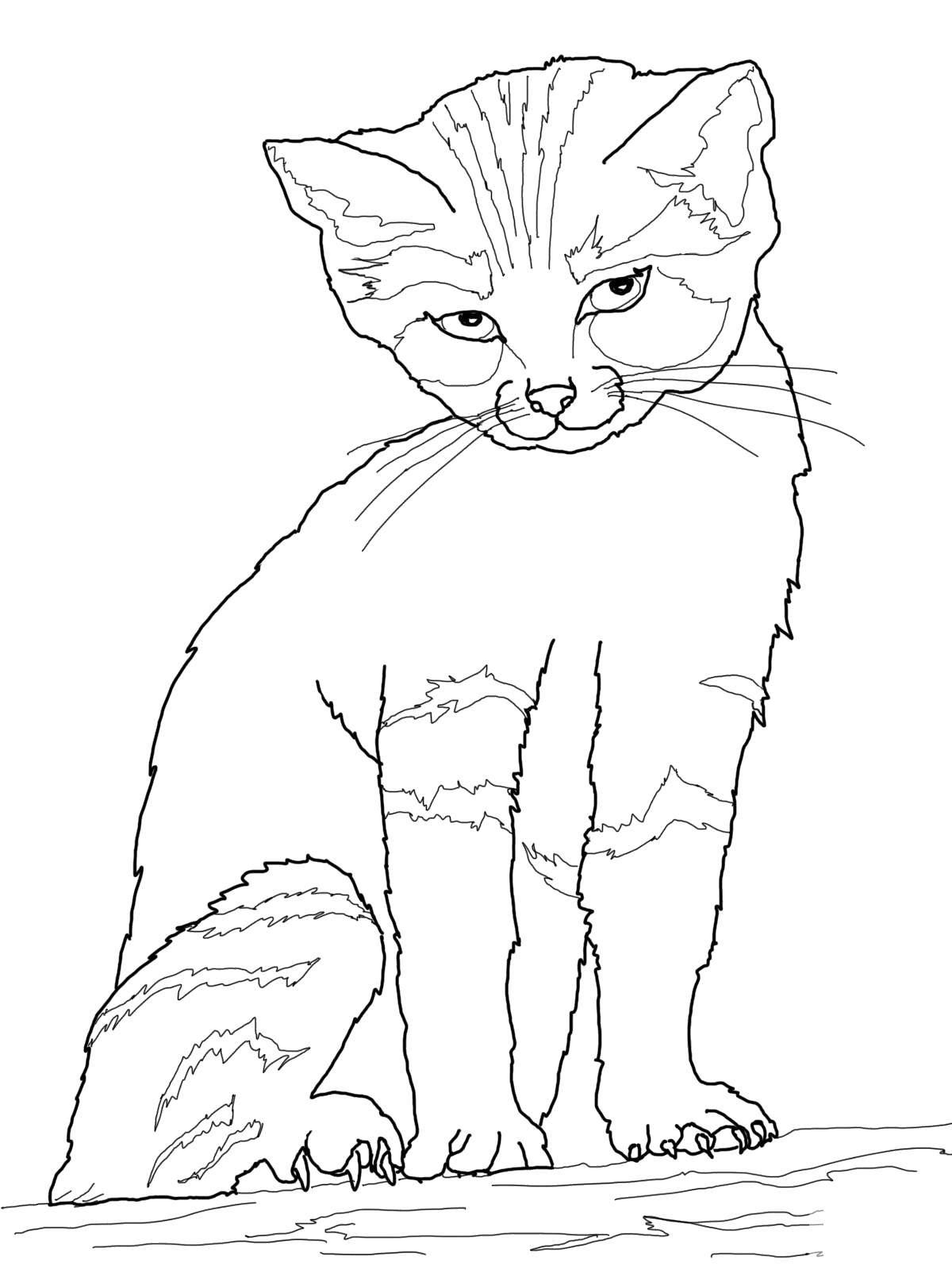 Название: Раскраска Хитрый котёнок. Категория: Коты и котята. Теги: Животные, котёнок.