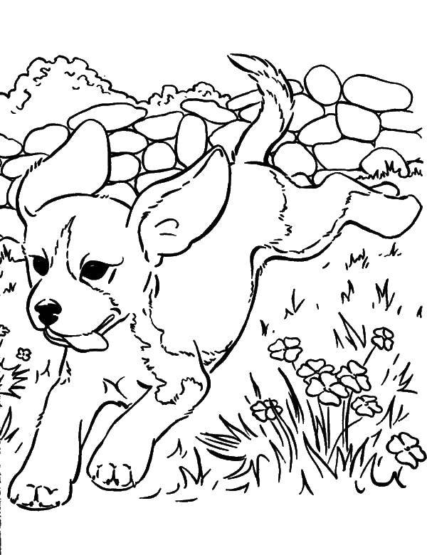 Название: Раскраска Играющийся щеночек. Категория: домашние животные. Теги: животные, собака, щенок, пес.