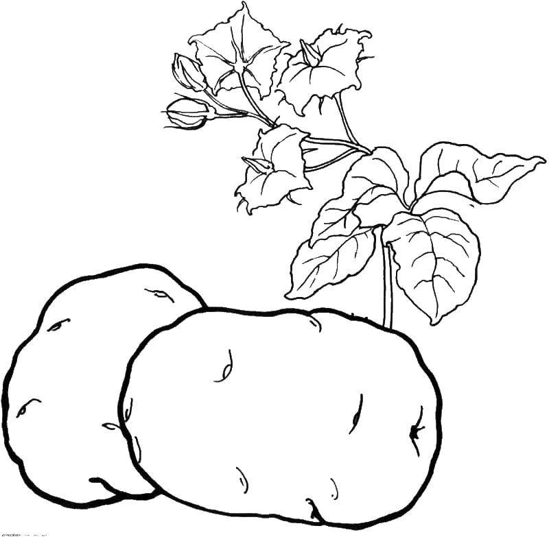 Название: Раскраска Картофель. Категория: овощи. Теги: овощи, картофель.