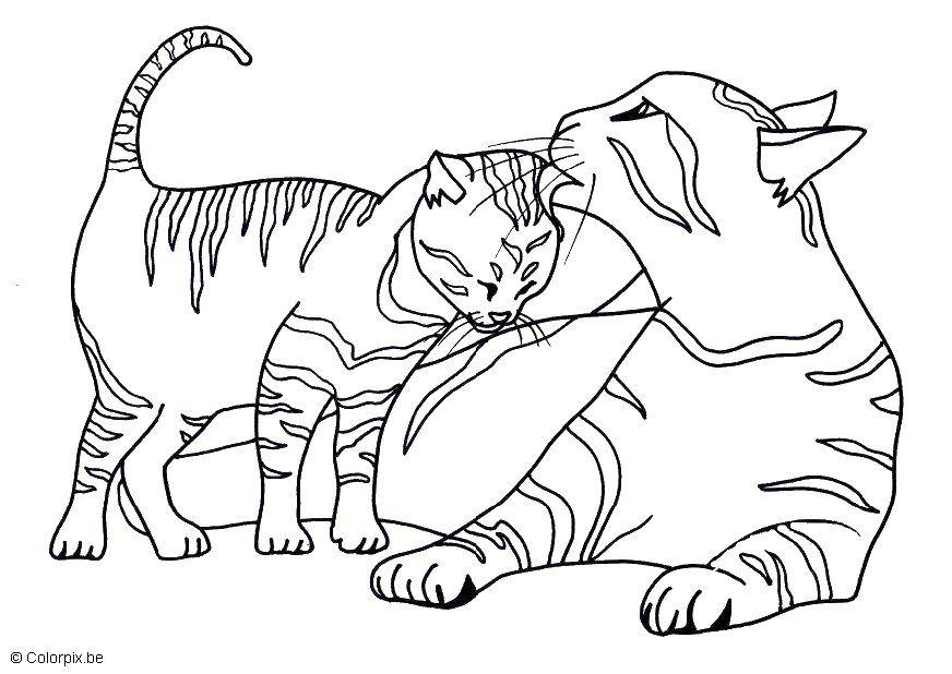 Coloring Cat washing kitten. Category Cats and kittens. Tags:  cats, kittens, kitties.
