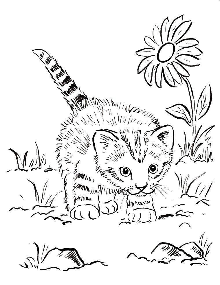 Название: Раскраска Котенок в траве. Категория: Коты и котята. Теги: коты, котята, природа.