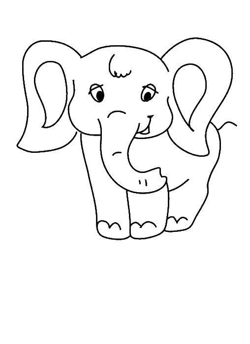Название: Раскраска Маленький слоненок. Категория: Раскраски для малышей. Теги: Животные, слоненок.