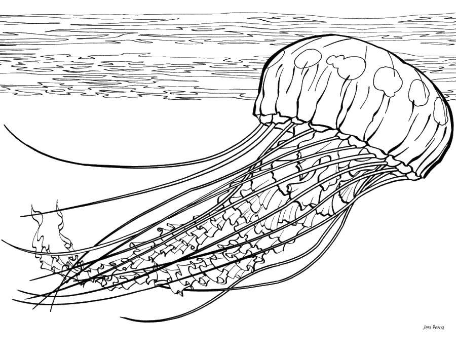 Название: Раскраска Медуза плавает. Категория: Морские обитатели. Теги: Подводный мир, медуза.