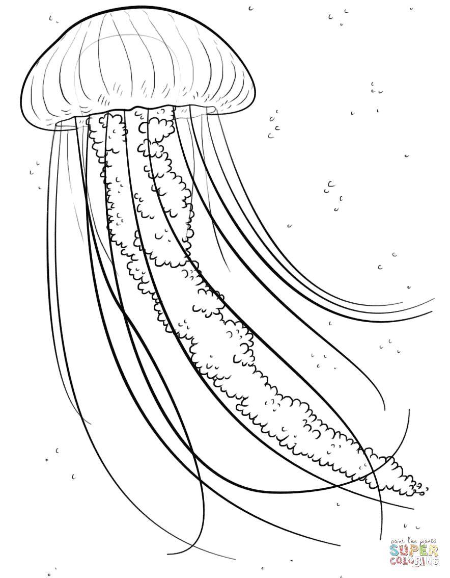 Название: Раскраска Настоящая медуза. Категория: Морские обитатели. Теги: Подводный мир, медуза.