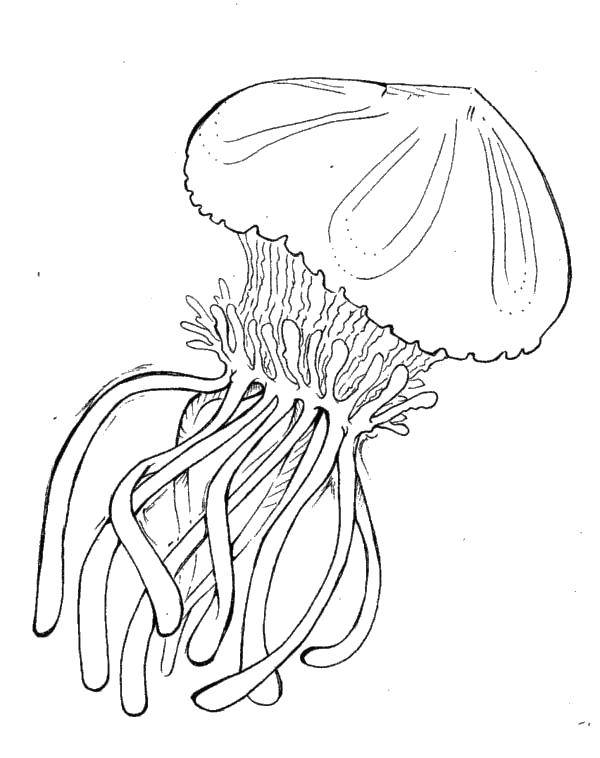 Название: Раскраска Океанская медуза. Категория: Морские обитатели. Теги: Подводный мир, медуза.
